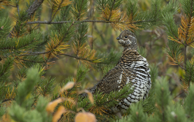 Обои картинки фото животные, куропатки, рябчики, перепела, пестрый