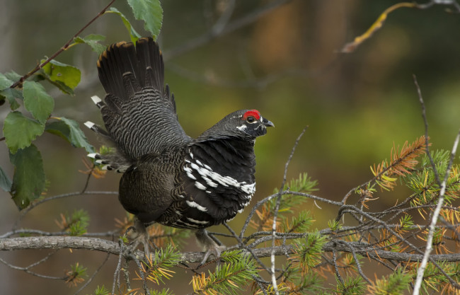 Обои картинки фото животные, глухари, тетерева, фазаны, пестрый