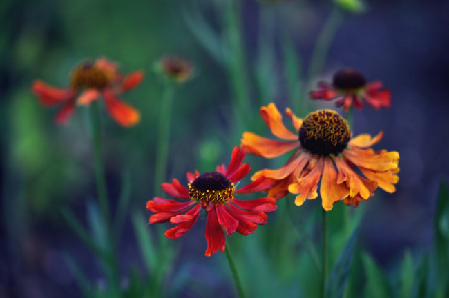 Обои картинки фото цветы, гайлардии, гелениумы, гелениум