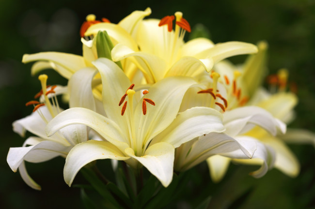 Обои картинки фото цветы, лилии, лилейники, макро