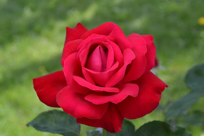 Обои картинки фото цветы, розы, бутон