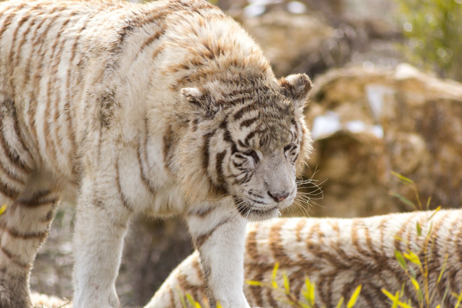 Обои картинки фото животные, тигры, белый, тигр