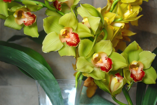 Обои картинки фото цветы, орхидеи, зеленый