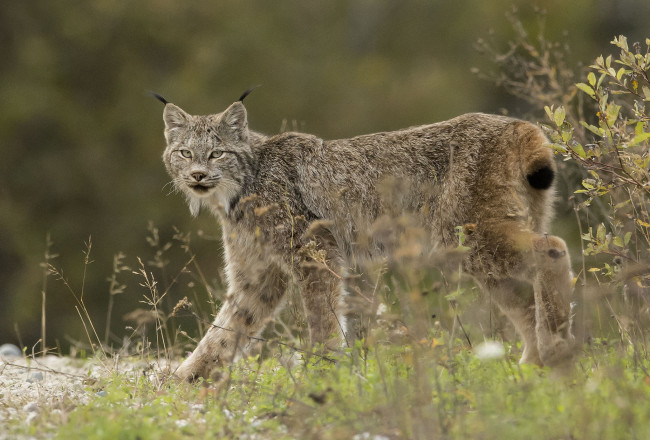 Обои картинки фото животные, рыси, кошка