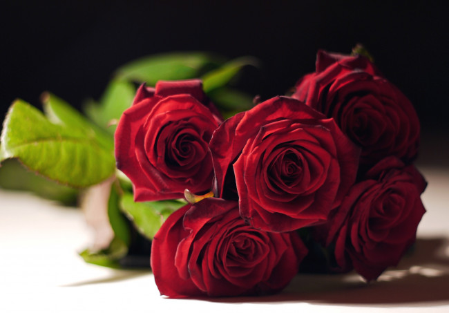 Обои картинки фото цветы, розы, красный