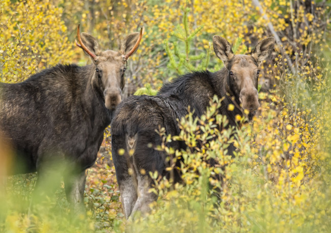 Обои картинки фото животные, лоси, парочка