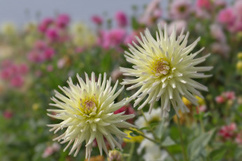 Картинка цветы георгины лепестки цветение георгин бутоны осень