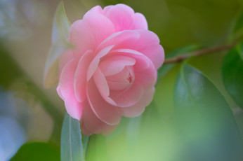 Картинка цветы камелии цветок лепесток бутон розовая камелия листья цветение