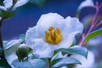 Картинка цветы пионы лепестки бутон цветение белый пион