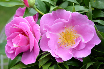 Картинка цветы розы роза бутоны лепестки листья цветение