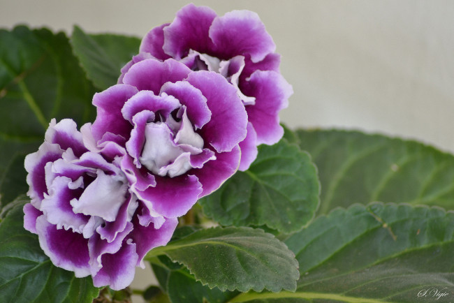 Обои картинки фото цветы, глоксиния , синнингия, глоксия, бутоны, лепестки, цветение