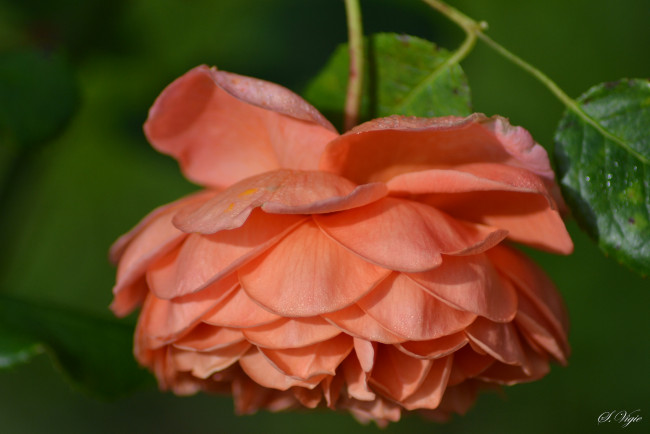 Обои картинки фото цветы, розы, petals, bud, листья, лепестки, бутон, rose, цветение, роза, blossoms, leaves