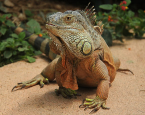 Картинка животные Ящерицы +игуаны +вараны игуана