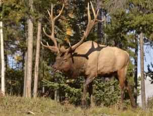 Картинка животные олени рогач