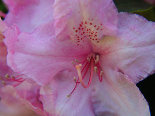 Картинка цветы уветок макро