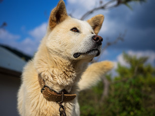 Картинка животные собаки лайка