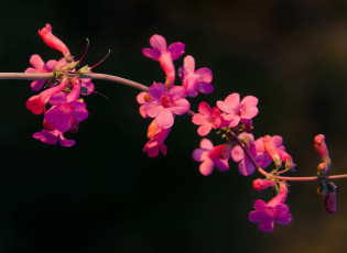 Картинка цветы фон тёмныйю веточка макро розовые