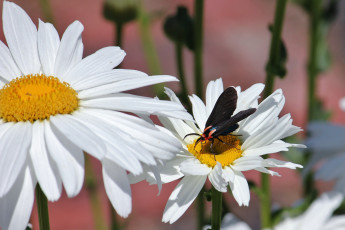 Картинка цветы ромашки бабочка