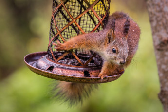 Картинка животные белки белочка
