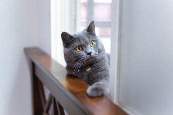 Картинка животные коты киса коте взгляд усы ушки