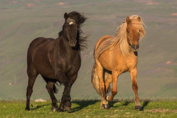 Картинка животные лошади лошадки