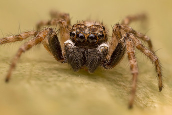 Картинка животные пауки паучок