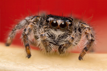 Картинка животные пауки паучок