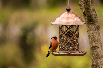 Картинка животные снегири снегирь