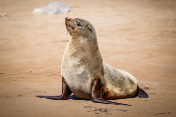 Картинка животные тюлени +морские+львы +морские+котики котик