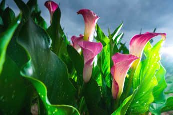 Картинка цветы каллы розовый бутоны