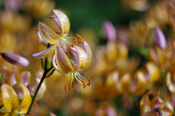 Картинка цветы лилии +лилейники боке фон