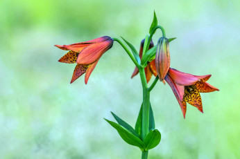 Картинка gray`s+lily цветы лилии +лилейники лилия