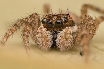Картинка животные пауки паучок