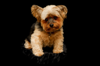 Картинка животные собаки песик