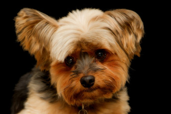 Картинка животные собаки песик