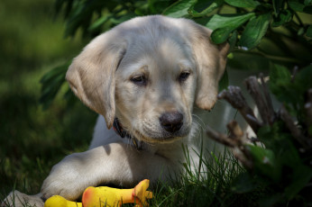 Картинка животные собаки песик