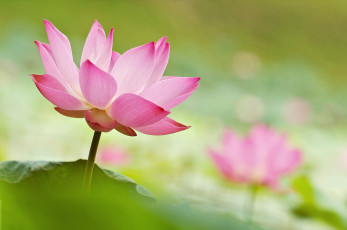 Картинка цветы лотосы лотос лепестки макро краски