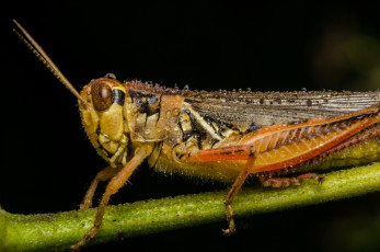 Картинка животные кузнечики +саранча роса капли кузнечик фон