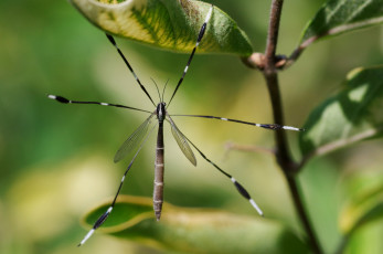 Картинка животные насекомые лапки насекомое макро