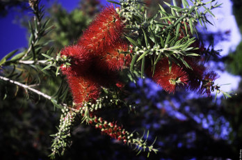 Картинка цветы цветущие+деревья+ +кустарники ветка красные