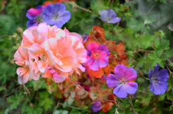 Картинка цветы разные+вместе клумба разные