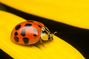 Картинка животные божьи+коровки божья коровка лепестки