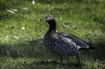 Картинка животные гуси трава луг гусь