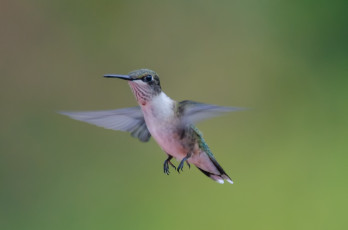 Картинка животные колибри фон полёт птичка
