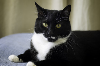 Картинка животные коты киса кот котэ взгляд mojo