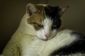 Картинка животные коты киса коте кошка взгляд усы ушки