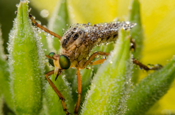 Картинка животные насекомые макро вода капли насекомое
