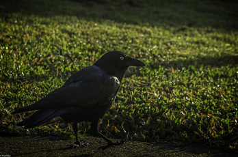 Картинка животные вороны +грачи +галки трава роса утро ворона