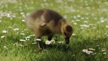 Картинка животные гуси луг цветы ромашки гусёнок