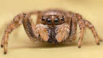 Картинка животные пауки паучок